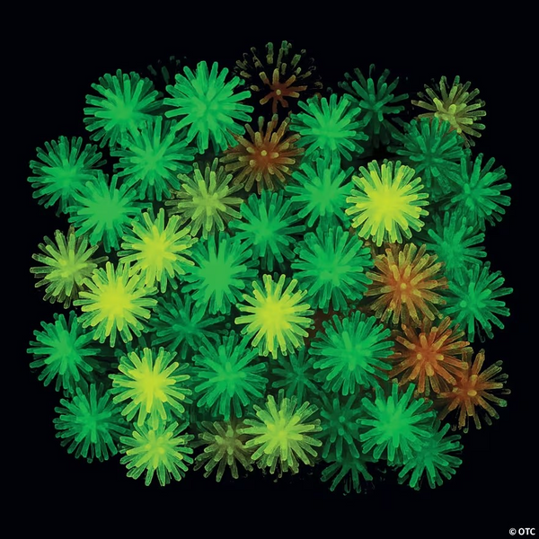 Tiny Glow in the Dark Porcupine Balls 72 Per Order